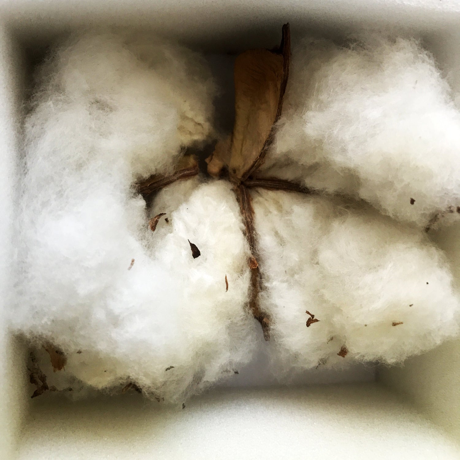 O natural da Fibra Algodão